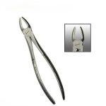 Upper Premolar - NO 1 Quality